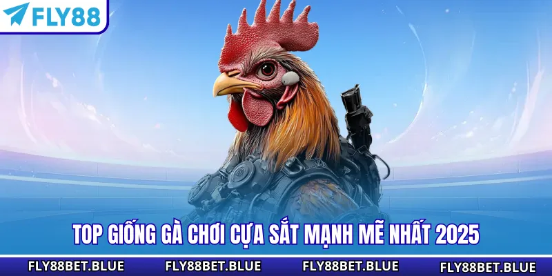 Top giống gà chơi cựa sắt mạnh mẽ nhất 2025